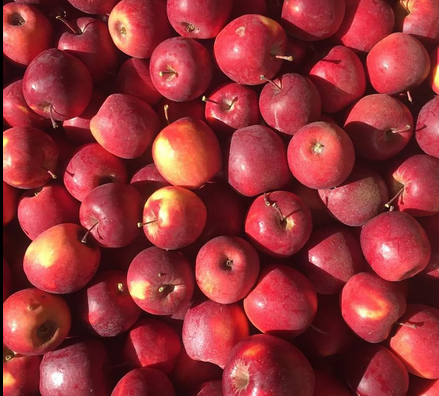 Poma Muntanya Ladina, Biolord