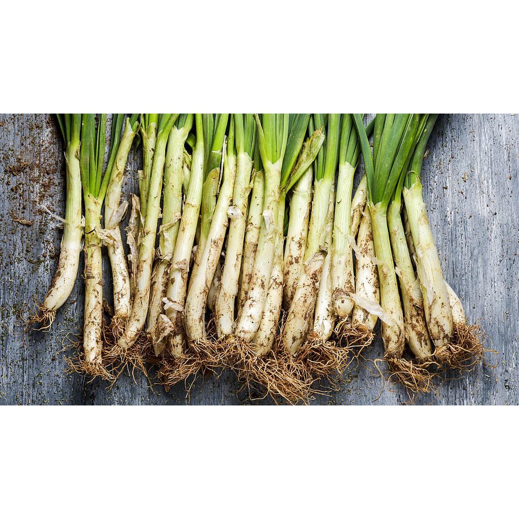 Calçots 25 u