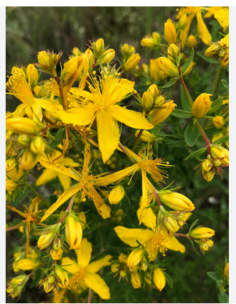 Llavors de herba de Sant Joan (Eixarcolant)