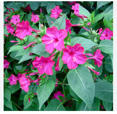 Llavors de flor de nit fúcsia (Eixarcolant)