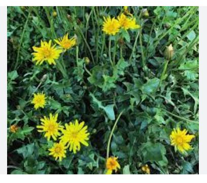 Llavors de cuscullera, queixal de vella (Eixarcolant)