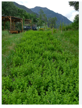 Llavors de tarongina (Eixarcolant)