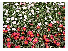 Llavors de verdolaga (Eixarcolant)