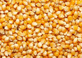 Gra de panís crispetes Hort del Silenci