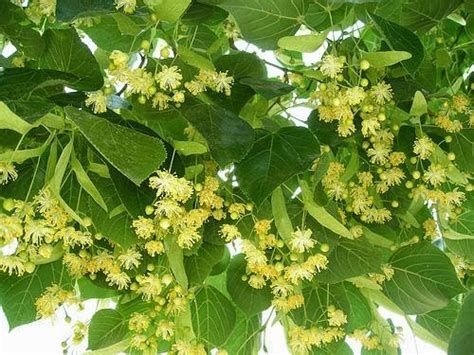 Til·la bossa 30g, Nogué