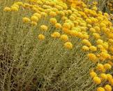 Espernellac bossa 30g, Herboristeria Nogué