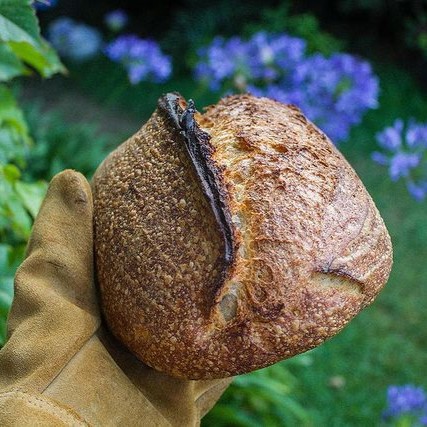 Pa blat blanc, 750gr aprox Guineu