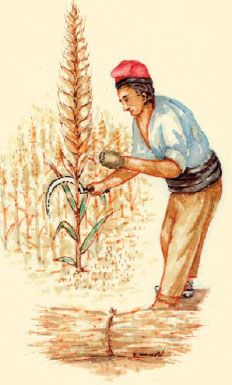 Farina de xeixa integral 1kg. Pep Mestre