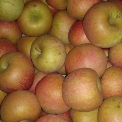 Poma Muntanya bruna, Biolord