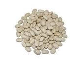 Fesol blanc, Hort del Silenci