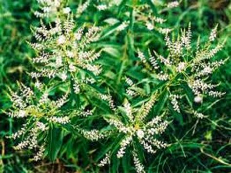 Maria Lluïsa en fulla